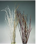 dried flowers d-f121